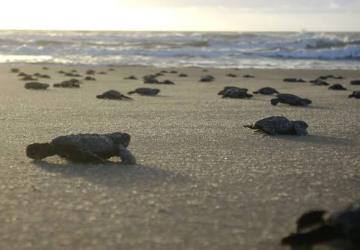 CAMINHADA DE FILHOTES DE TARTARUGAS MARINHAS SERÁ REALIZADA EM GRUSSAÍ.